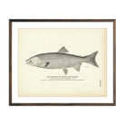 Gorbuscha (Hump - backed Salmon) Art Print - Muir Way - Fisheries