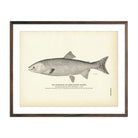 Vintage Gorbuscha fish print