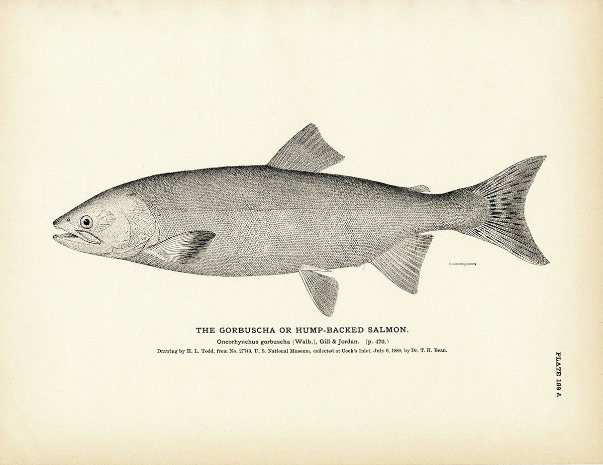 Gorbuscha (Hump - backed Salmon) Art Print - Muir Way - Fisheries