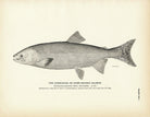 Gorbuscha (Hump - backed Salmon) Art Print - Muir Way - Fisheries