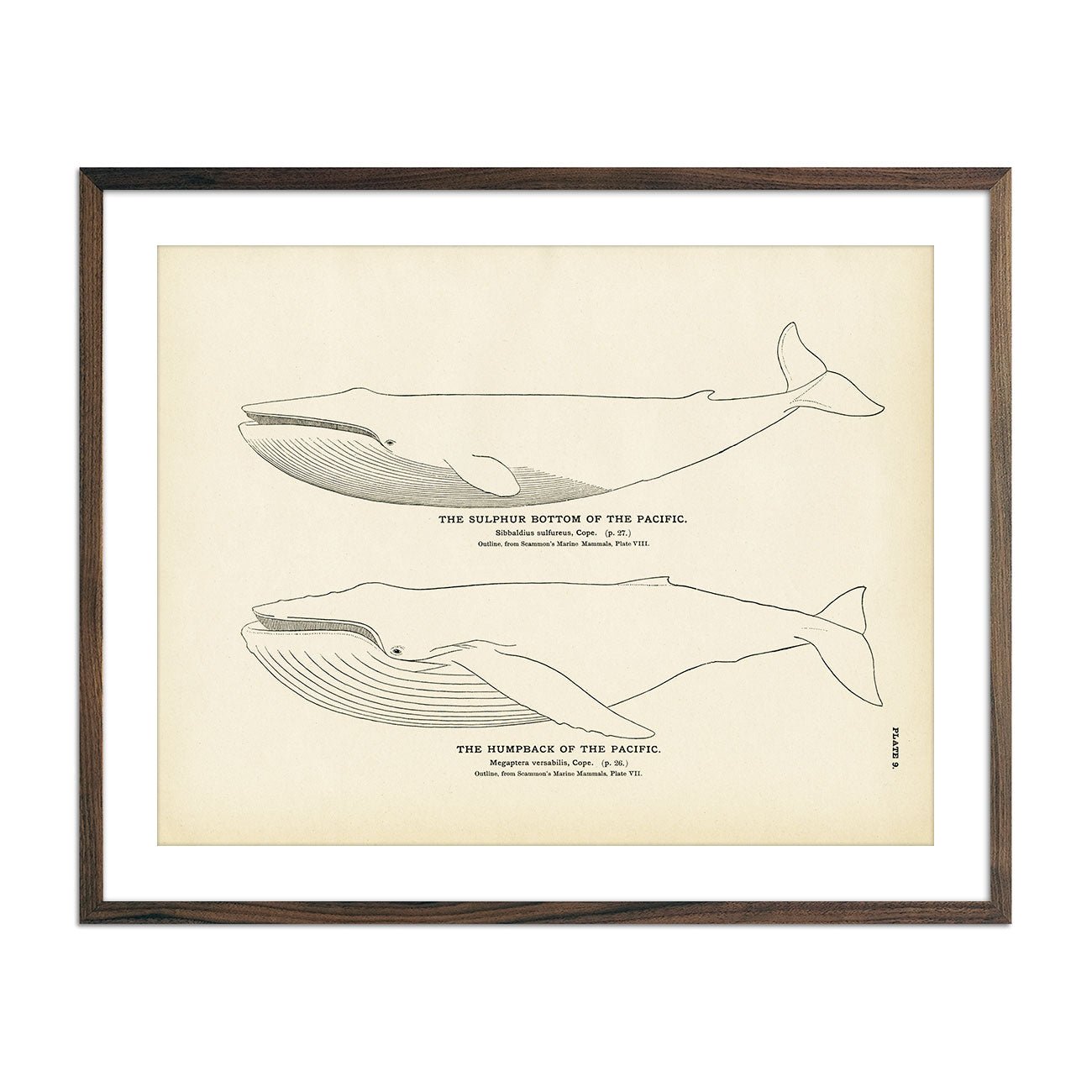 Humpback of the Pacific and Sulphur Bottom of the Pacific Art Print - Muir Way - Fisheries