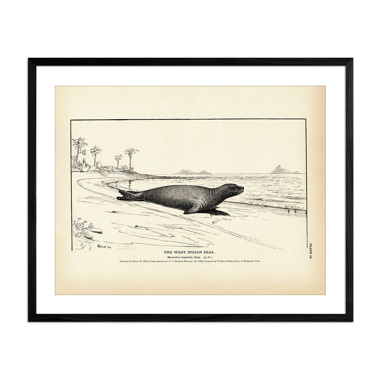 West Indian Seal Art Print - Muir Way - Fisheries