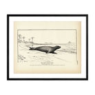 West Indian Seal Art Print - Muir Way - Fisheries
