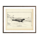 West Indian Seal Art Print - Muir Way - Fisheries