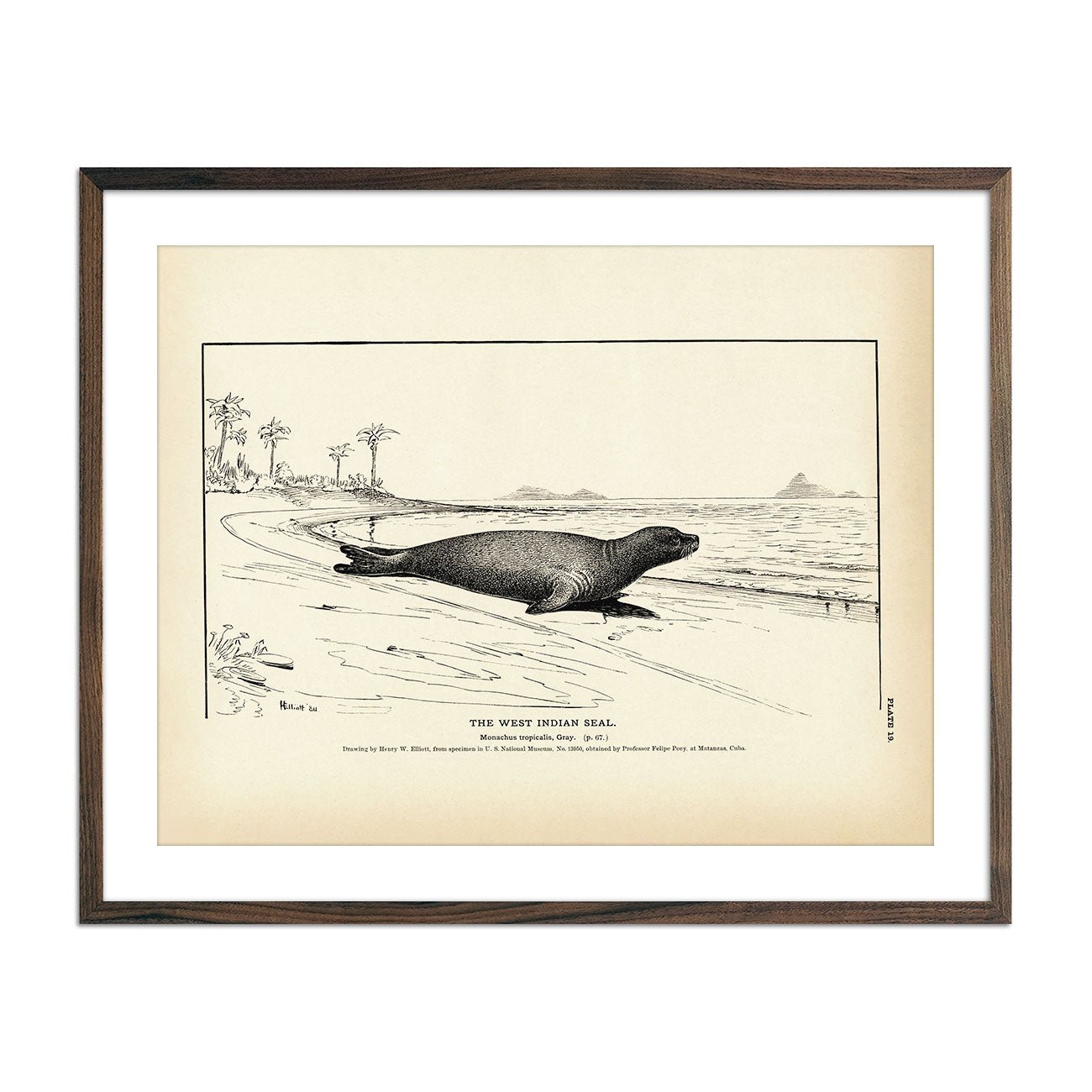 West Indian Seal Art Print - Muir Way - Fisheries