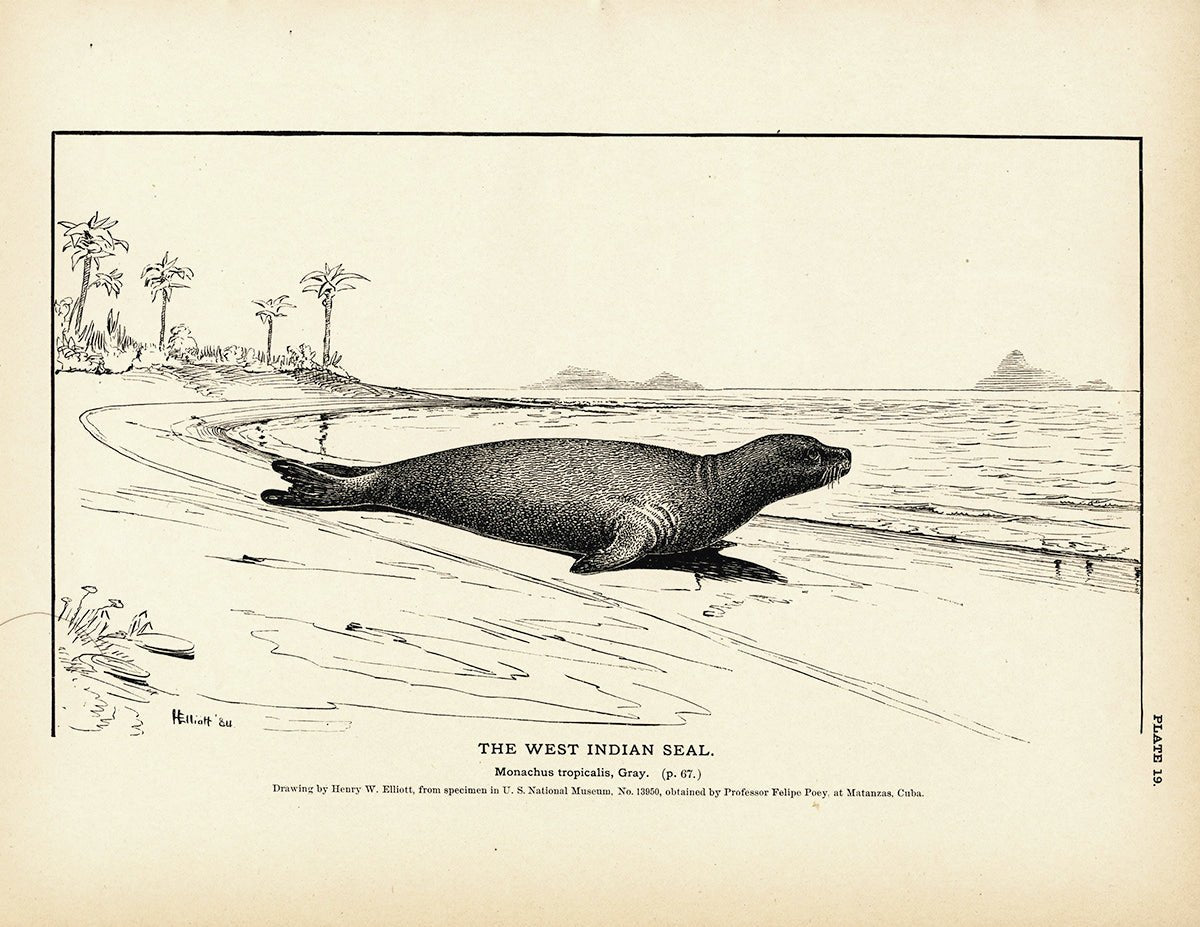 West Indian Seal Art Print - Muir Way - Fisheries