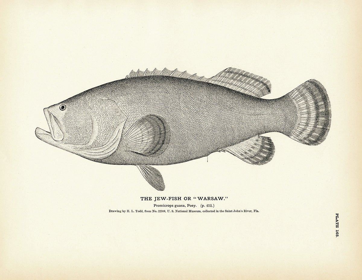 Jew - Fish (Warsaw) Art Print - Muir Way - Fisheries