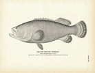 Jew - Fish (Warsaw) Art Print - Muir Way - Fisheries