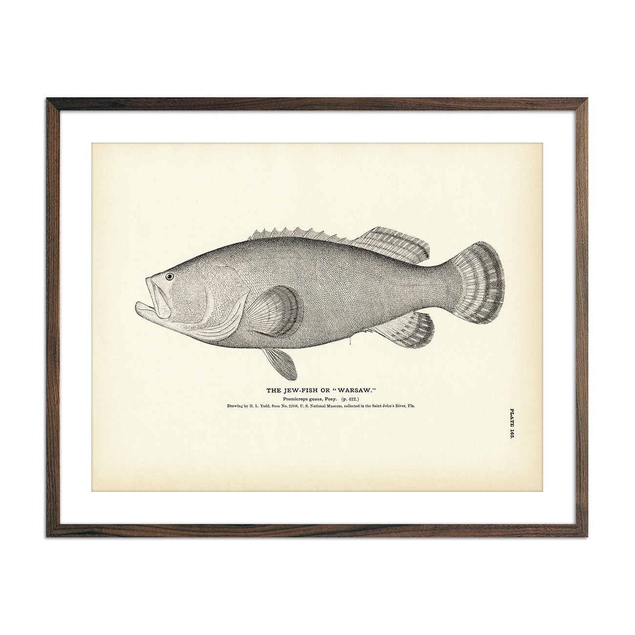 Jew - Fish (Warsaw) Art Print - Muir Way - Fisheries
