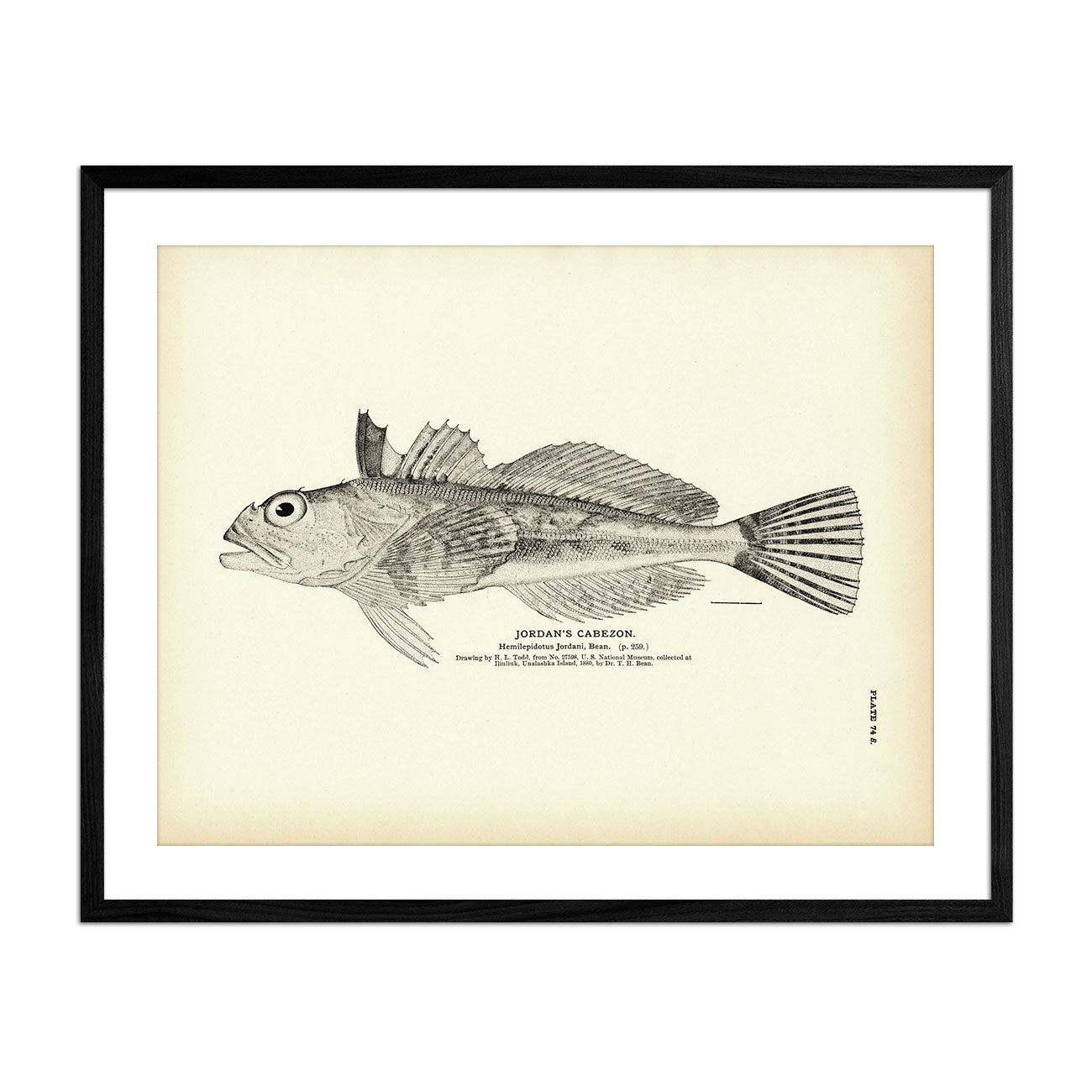 Jordan's Cabezon Art Print - Muir Way - Fisheries