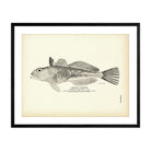 Jordan's Cabezon Art Print - Muir Way - Fisheries