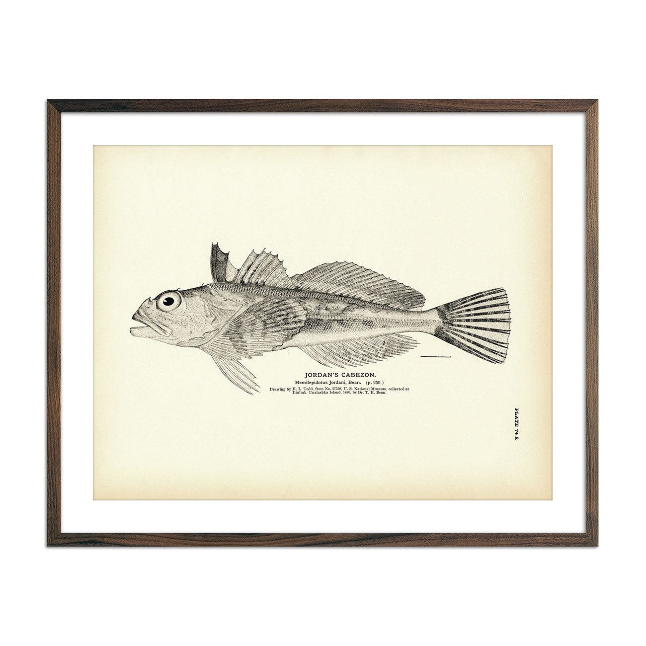 Jordan's Cabezon Art Print - Muir Way - Fisheries