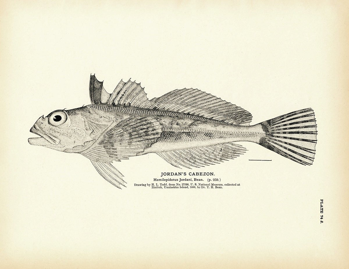 Jordan's Cabezon Art Print - Muir Way - Fisheries