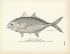 Jurel (Hard Tail) Art Print - Muir Way - Fisheries