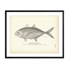 Jurel (Hard Tail) Art Print - Muir Way - Fisheries