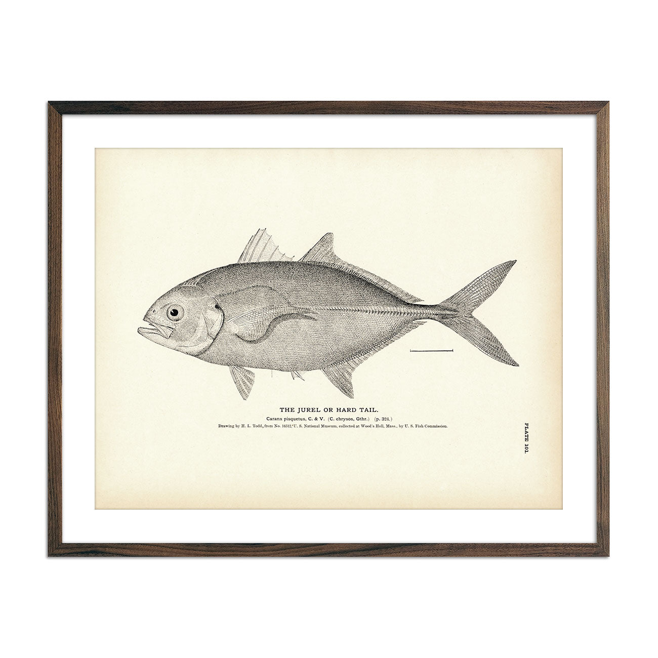 Jurel (Hard Tail) Art Print - Muir Way - Fisheries