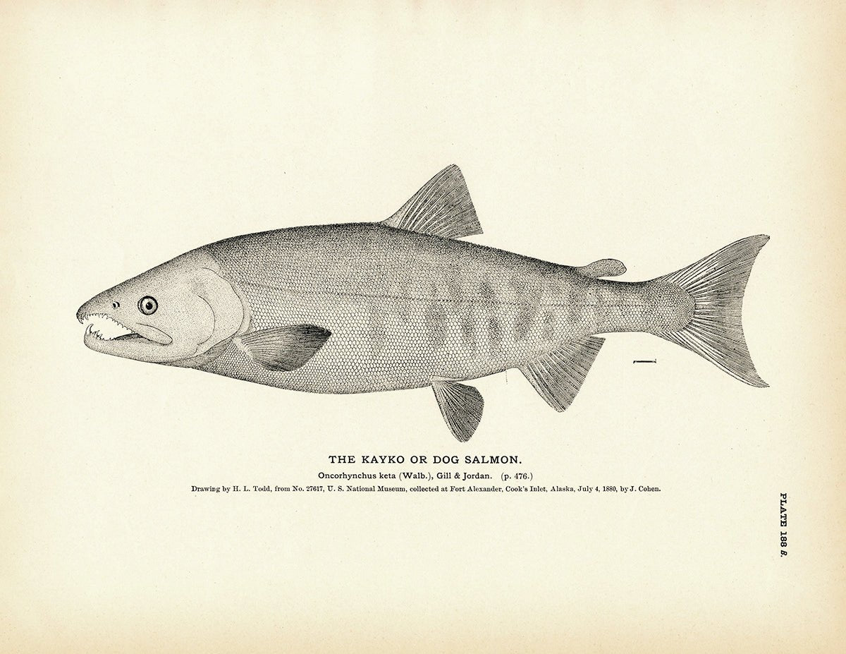 Kayko (Dog Salmon) Art Print - Muir Way - Fisheries