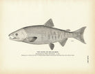 Kayko (Dog Salmon) Art Print - Muir Way - Fisheries