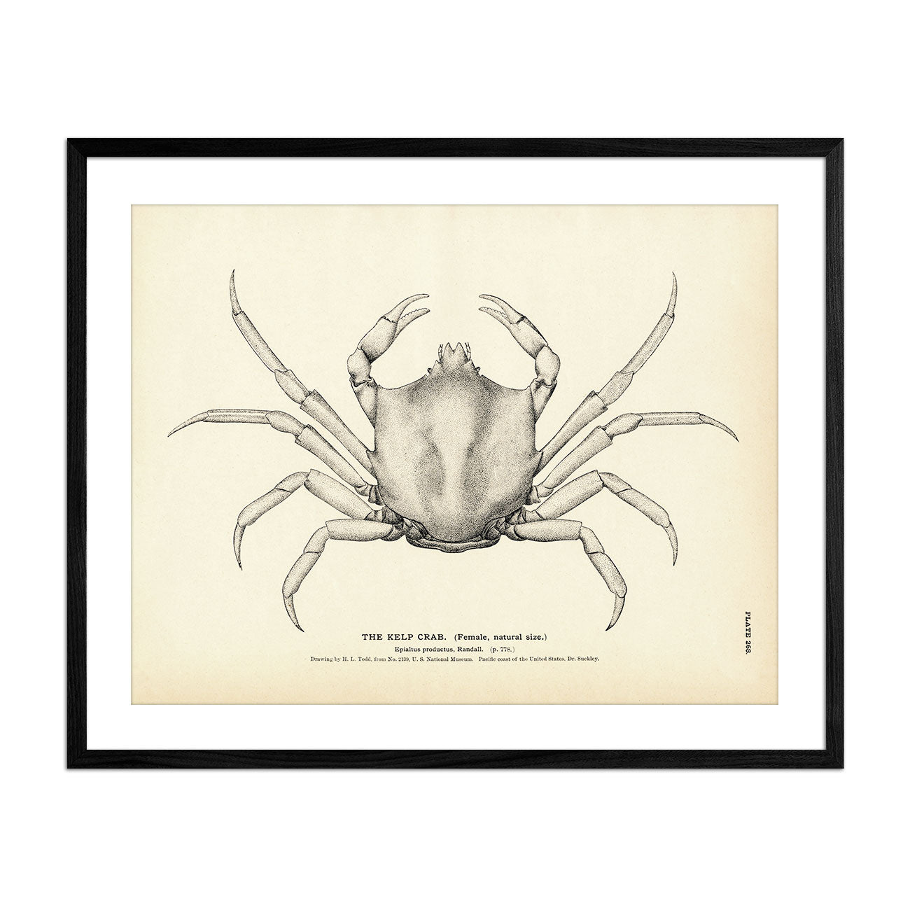 Kelp Crab Art Print - Muir Way - Fisheries