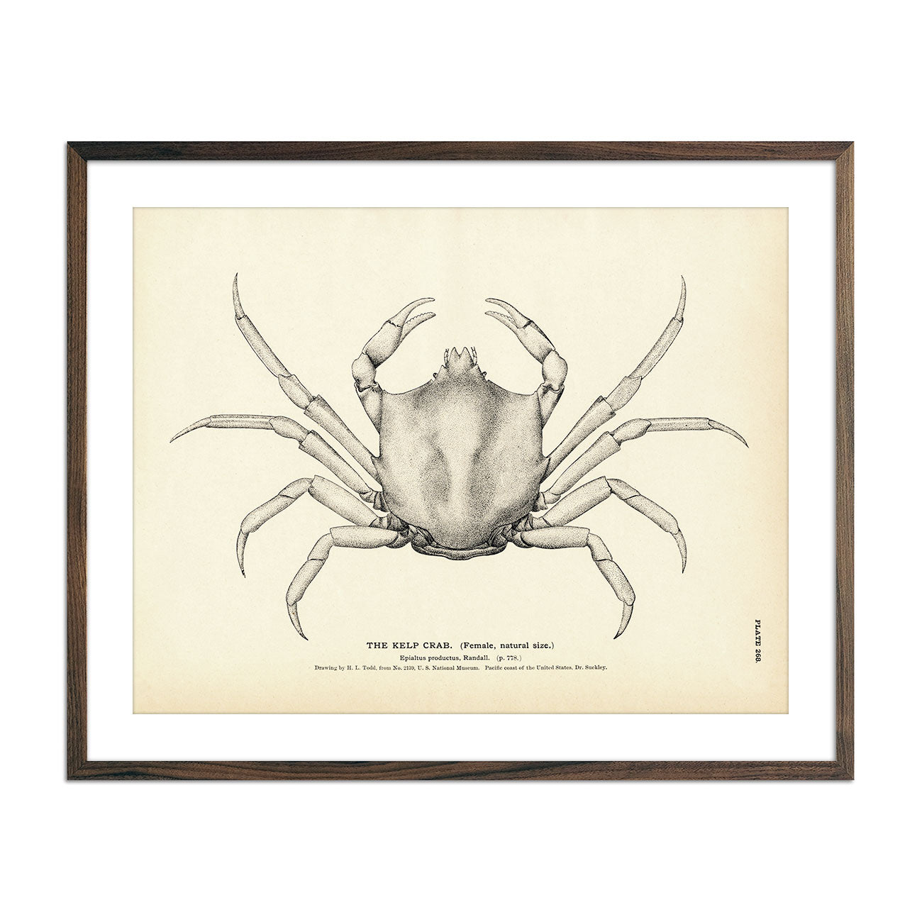 Kelp Crab Art Print - Muir Way - Fisheries
