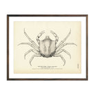 Kelp Crab Art Print - Muir Way - Fisheries