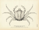 Kelp Crab Art Print - Muir Way - Fisheries