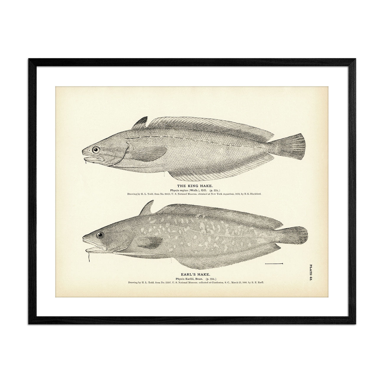 King Hake and Earl's Hake Art Print - Muir Way - Fisheries