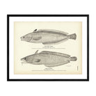 King Hake and Earl's Hake Art Print - Muir Way - Fisheries