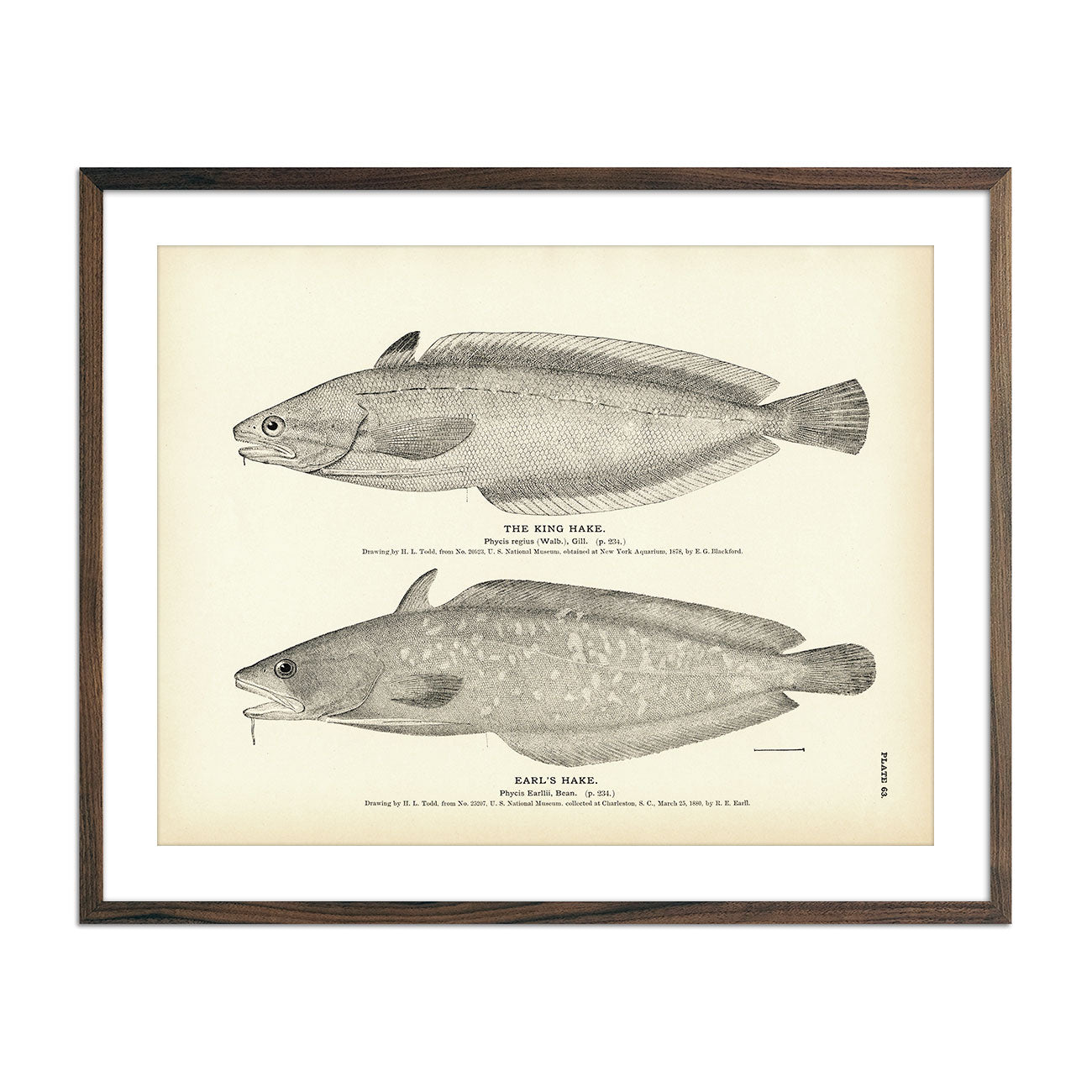 King Hake and Earl's Hake Art Print - Muir Way - Fisheries