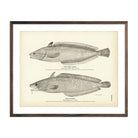 King Hake and Earl's Hake Art Print - Muir Way - Fisheries