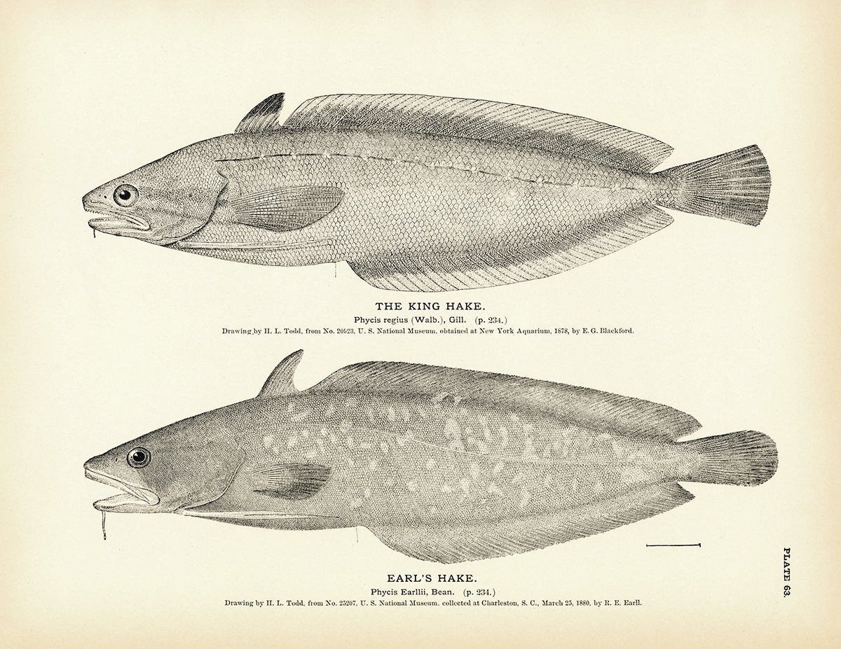 King Hake and Earl's Hake Art Print - Muir Way - Fisheries