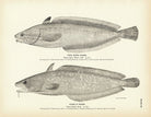 King Hake and Earl's Hake Art Print - Muir Way - Fisheries