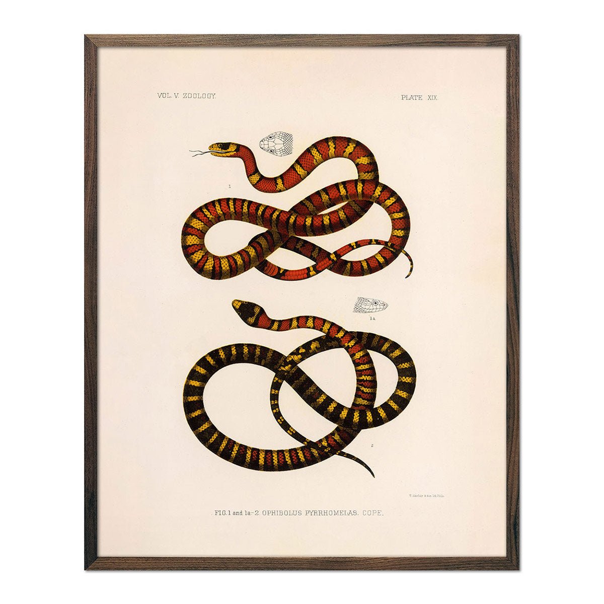 King Snake Art Print - Muir Way - Animals