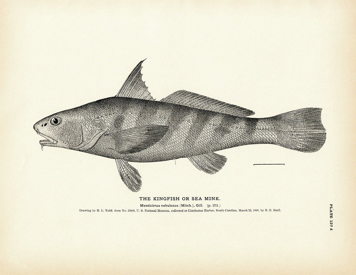 Kingfish (Sea Mink) Art Print - Muir Way - Fisheries