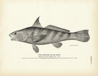 Kingfish (Sea Mink) Art Print - Muir Way - Fisheries