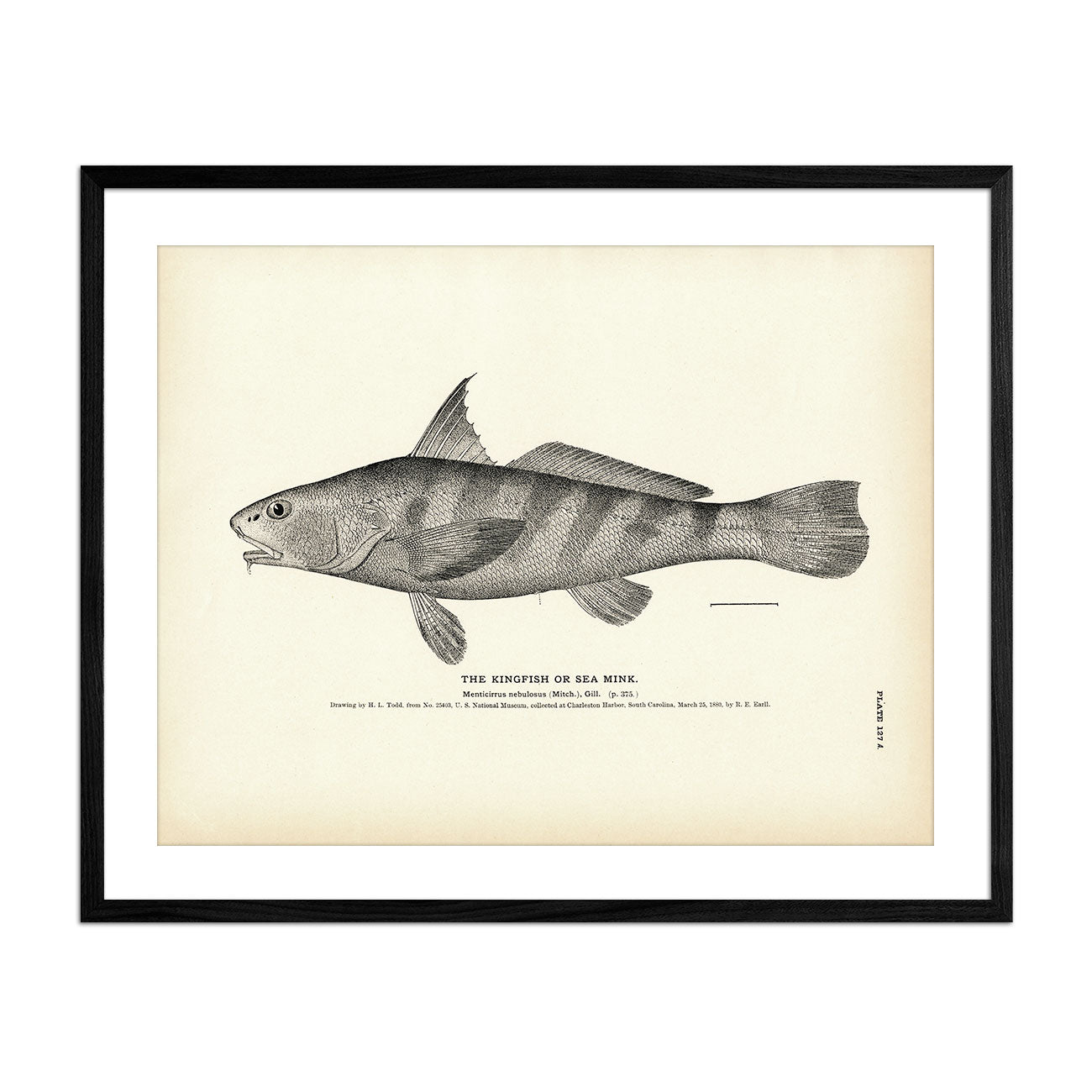 Kingfish (Sea Mink) Art Print - Muir Way - Fisheries
