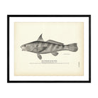 Kingfish (Sea Mink) Art Print - Muir Way - Fisheries