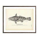 Kingfish (Sea Mink) Art Print - Muir Way - Fisheries
