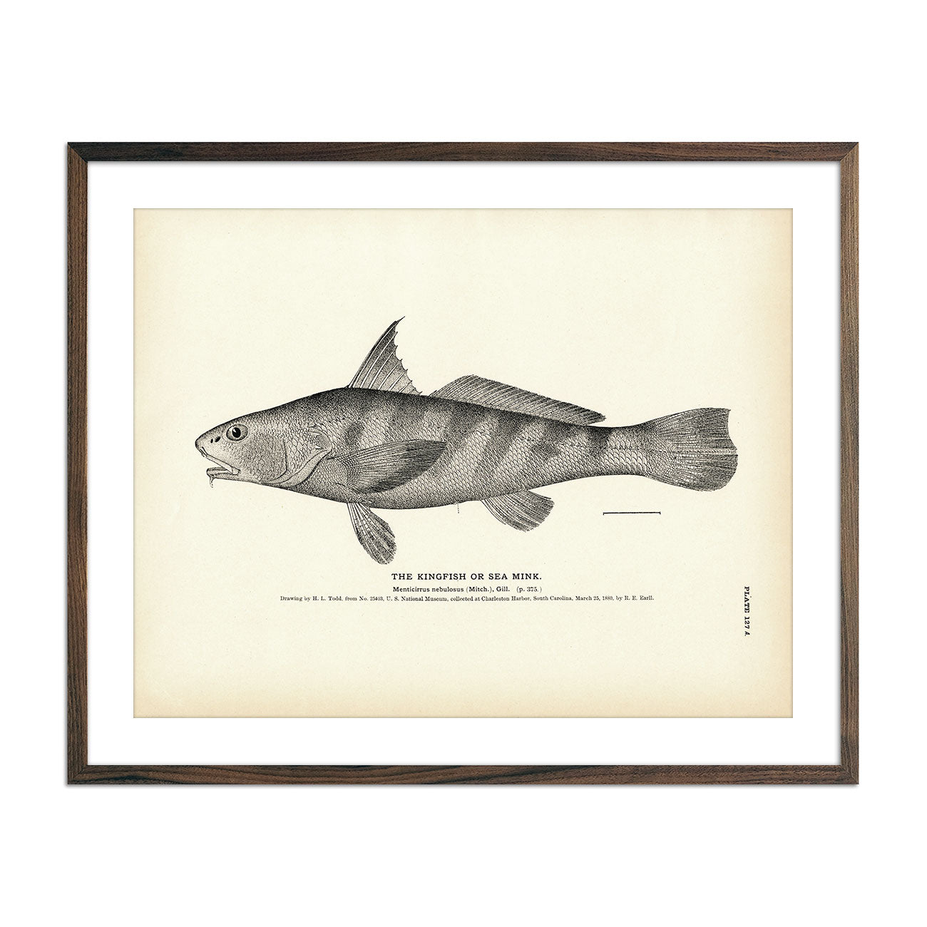 Kingfish (Sea Mink) Art Print - Muir Way - Fisheries