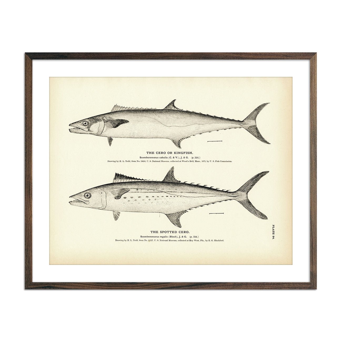 Cero (Kingfish) and Spotted Cero Art Print - Muir Way - Fisheries