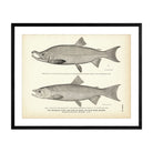 Krasnaya Ryba (Red - Fish of Idaho) (Blue Back Salmon) Art Print - Muir Way - Fisheries
