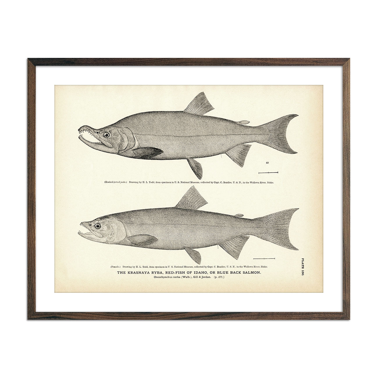 Krasnaya Ryba (Red - Fish of Idaho) (Blue Back Salmon) Art Print - Muir Way - Fisheries