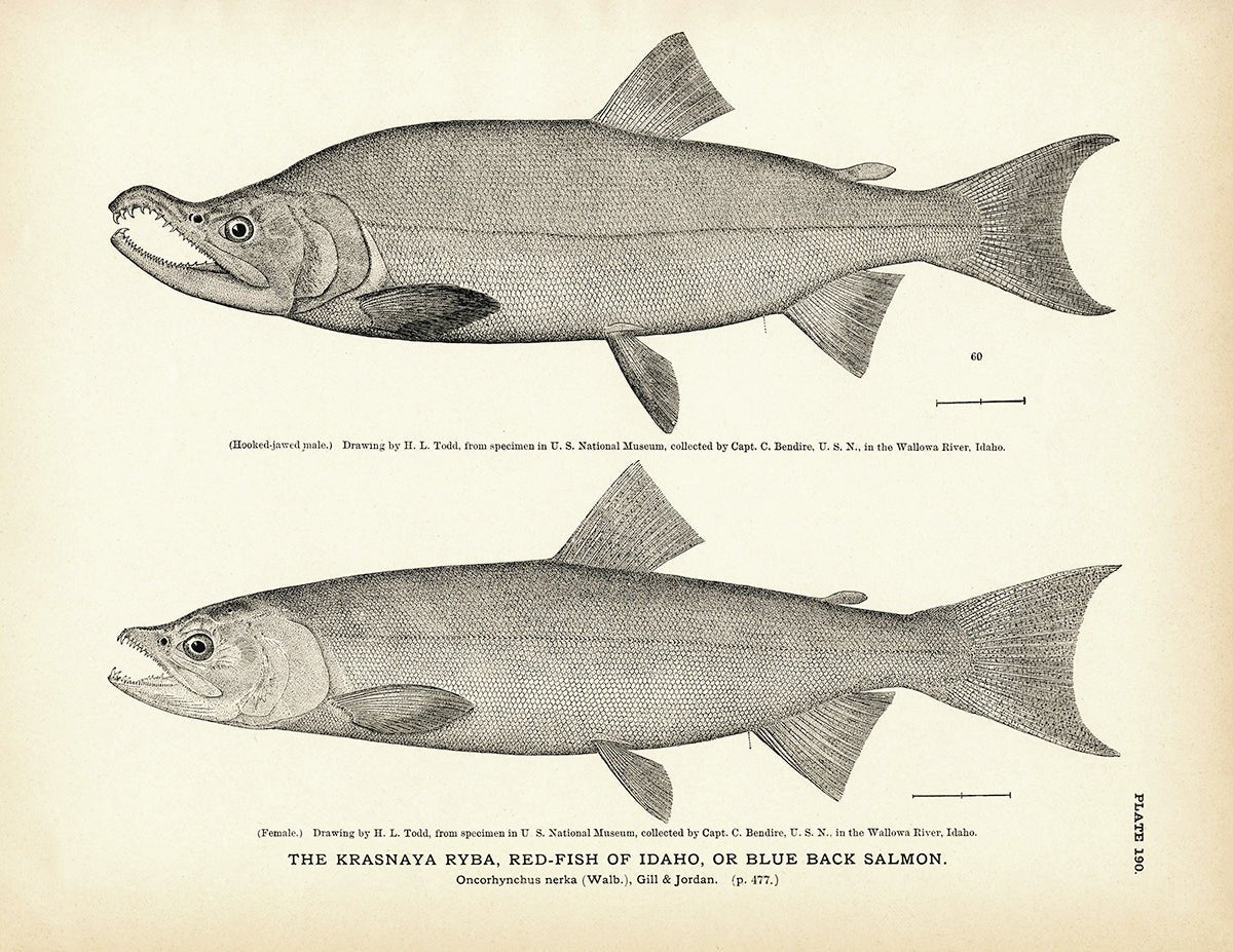 Krasnaya Ryba (Red - Fish of Idaho) (Blue Back Salmon) Art Print - Muir Way - Fisheries
