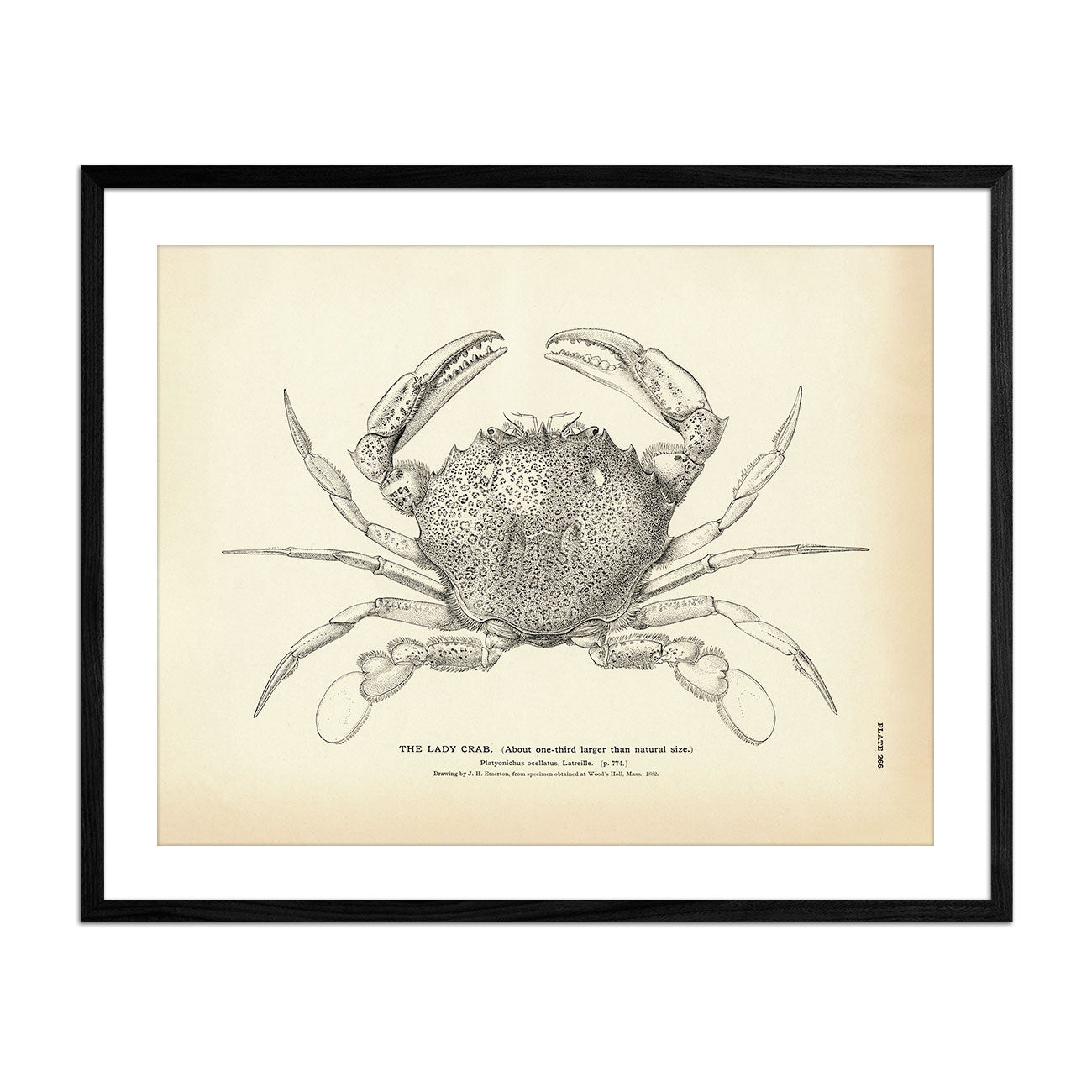 Lady Crab Art Print - Muir Way - Fisheries