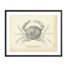 Lady Crab Art Print - Muir Way - Fisheries