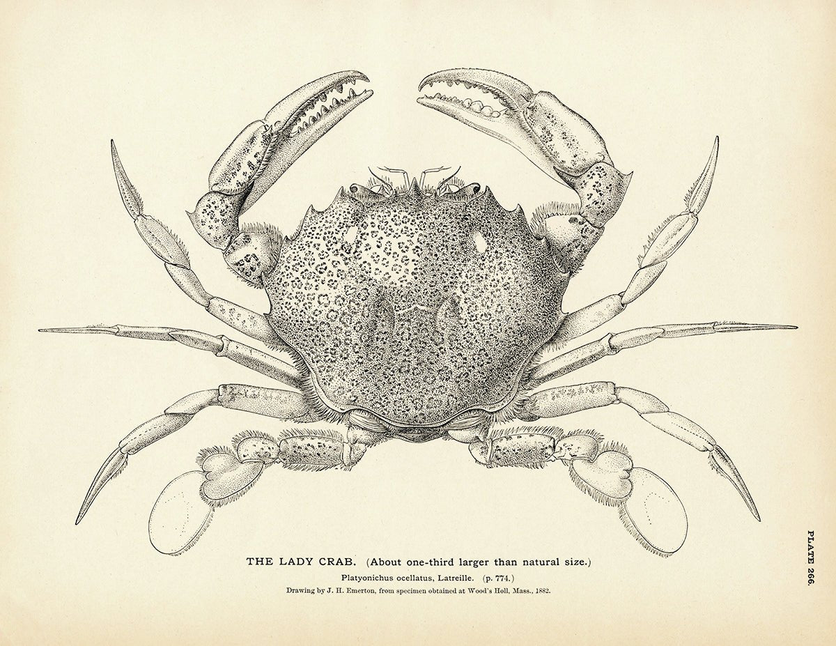 Lady Crab Art Print - Muir Way - Fisheries