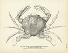 Lady Crab Art Print - Muir Way - Fisheries