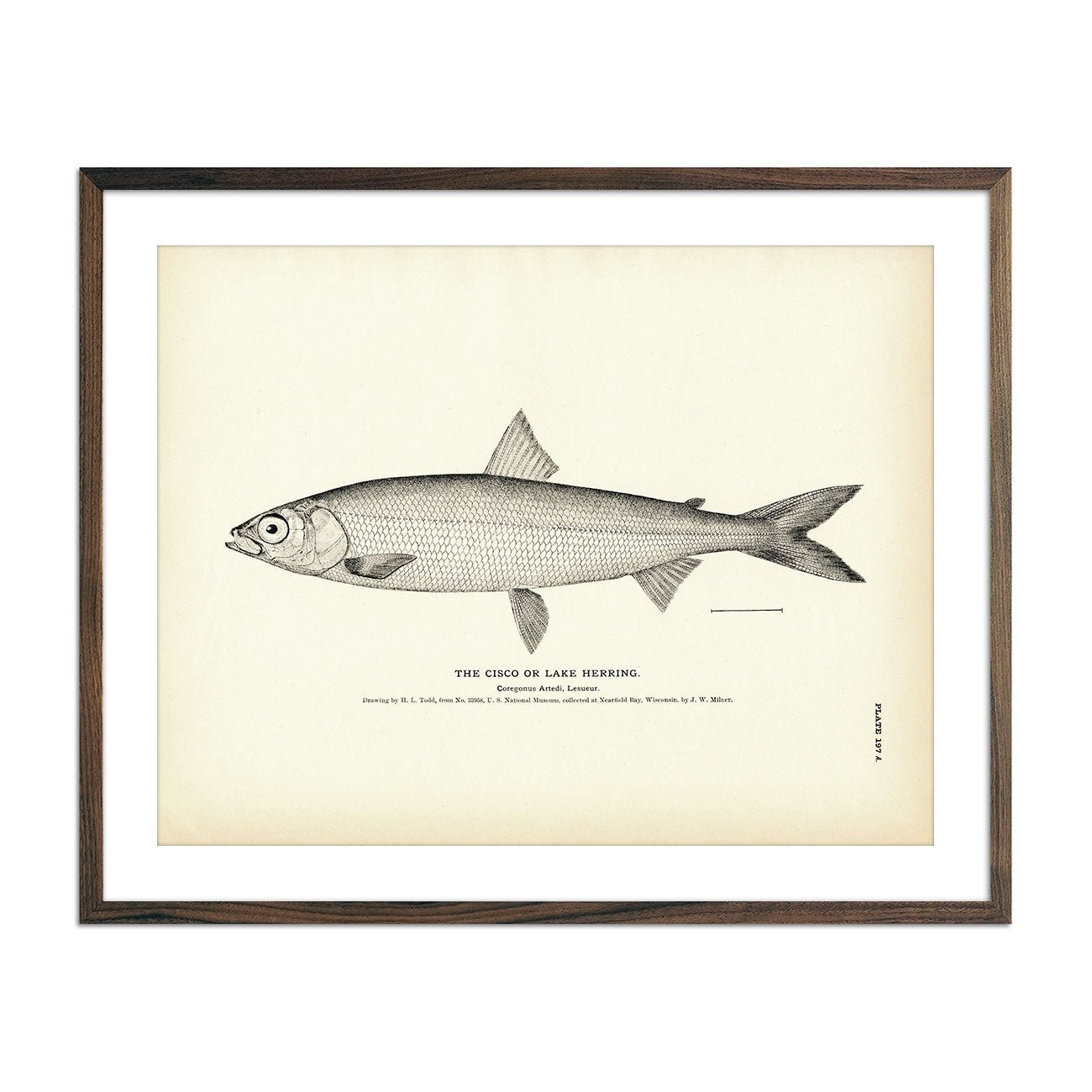 Cisco (Lake Herring) Art Print - Muir Way - Fisheries