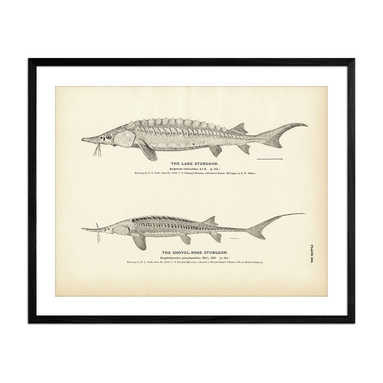 Lake Sturgeon and Shovel - Nose Sturgeon Art Print - Muir Way - Fisheries