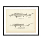 Lake Sturgeon and Shovel - Nose Sturgeon Art Print - Muir Way - Fisheries